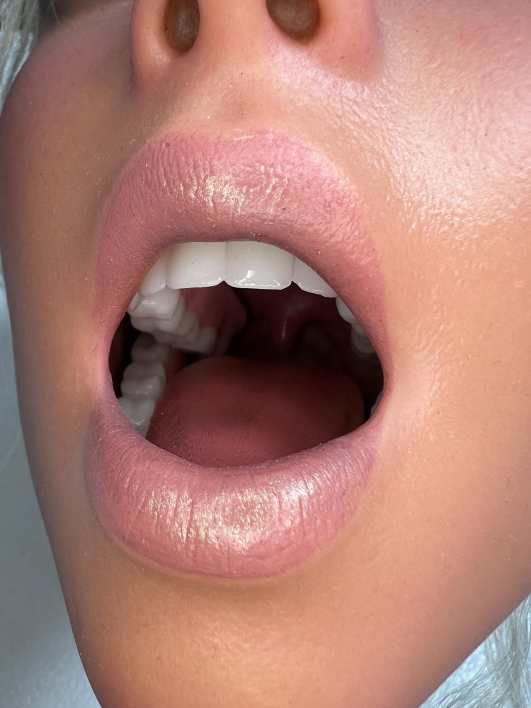 Realistic Oral System 1