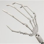 Ball Jointed Hand Skeleton
