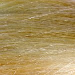 Blond (Lidské)