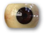 Eye veins